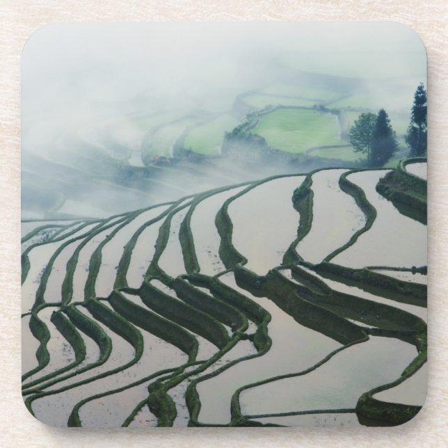 Morning Fog Above Rice Fields Coaster (Front)