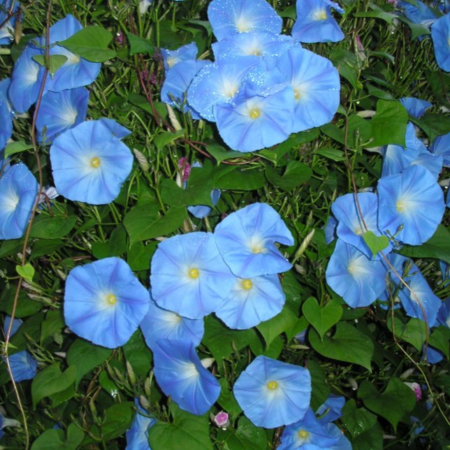 Morning Glories (Creator Uploaded)