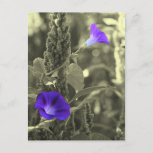 Morning Glories Black White Flower Postcard