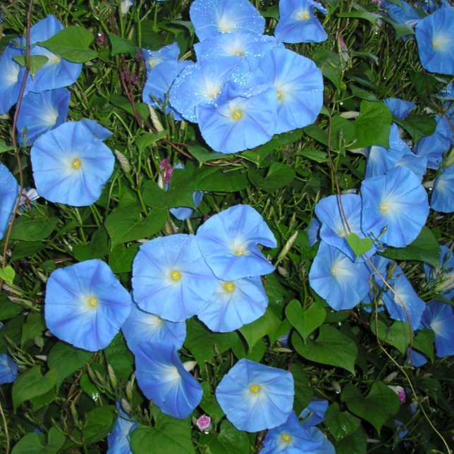 Morning Glories! Coffee Mug (Creator Uploaded)