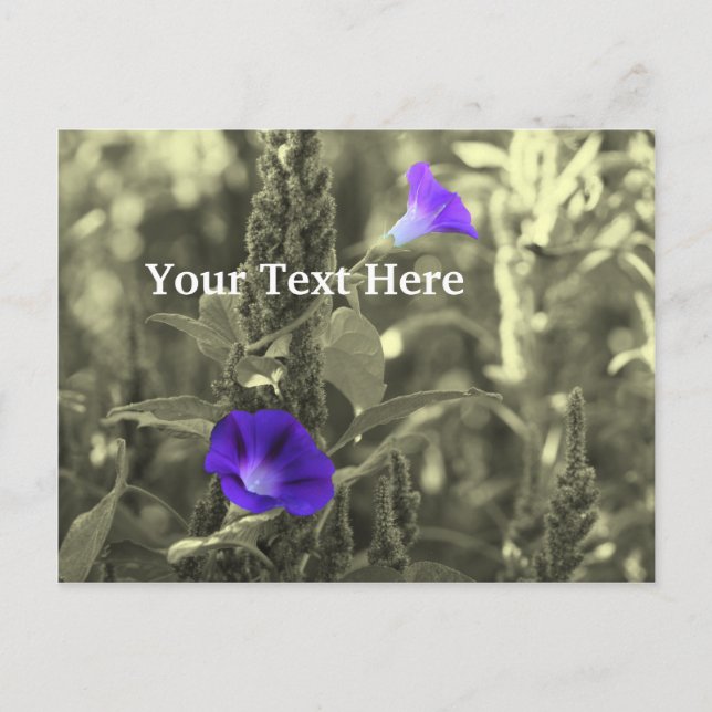 Morning Glories Flower Customisable Postcard (Front)