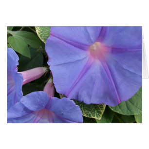 Morning Glories Greeting Card