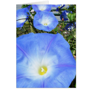 "Morning Glories II"