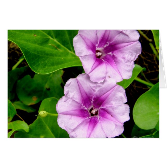 Morning Glories @ Krabi Card (Front Horizontal)