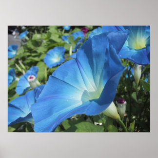 Morning Glories on Cape Cod Poster