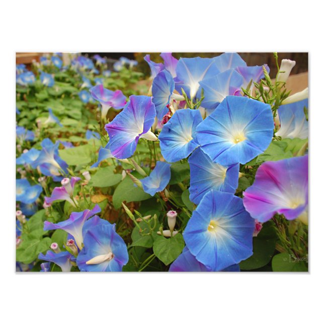 Morning Glories Photo Print (Front)
