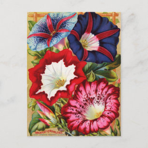 Morning Glories Postcard
