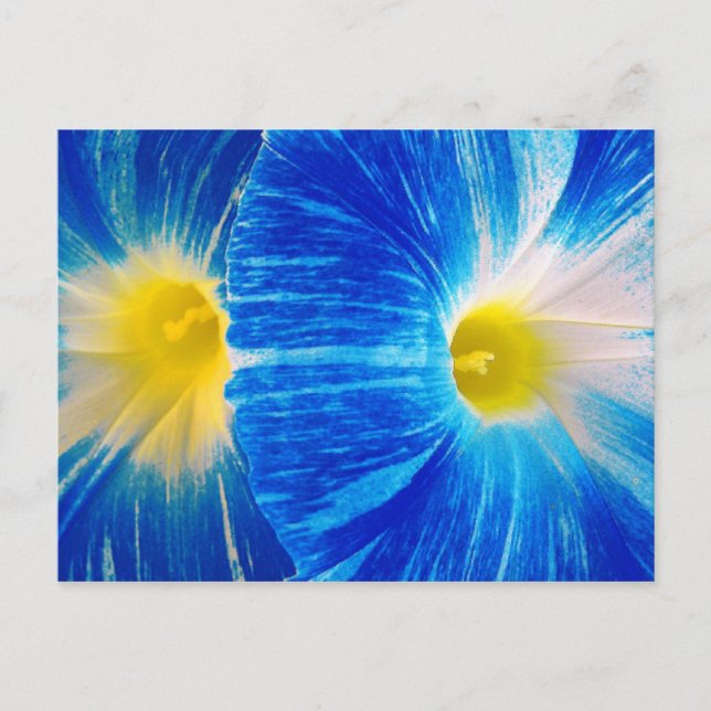 morning glories postcard (Front)
