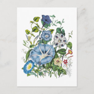 Morning Glories Postcard