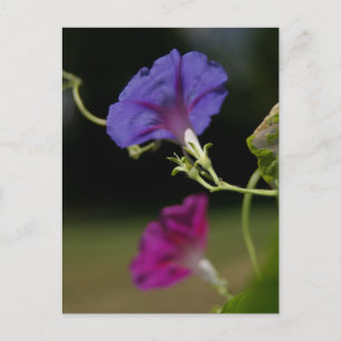 Morning Glories Postcard