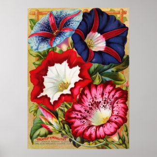Morning Glories Print