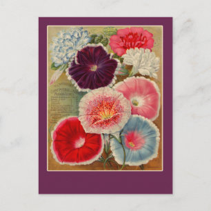 Morning Glories Seed Packet Art Cards