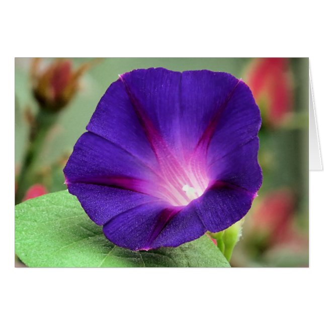 Morning Glory (Front Horizontal)
