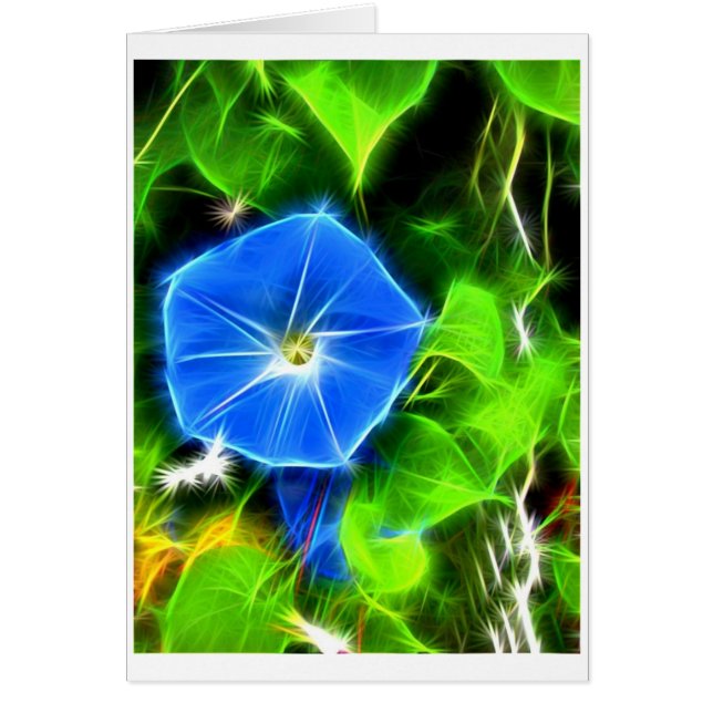 Morning Glory (Front)