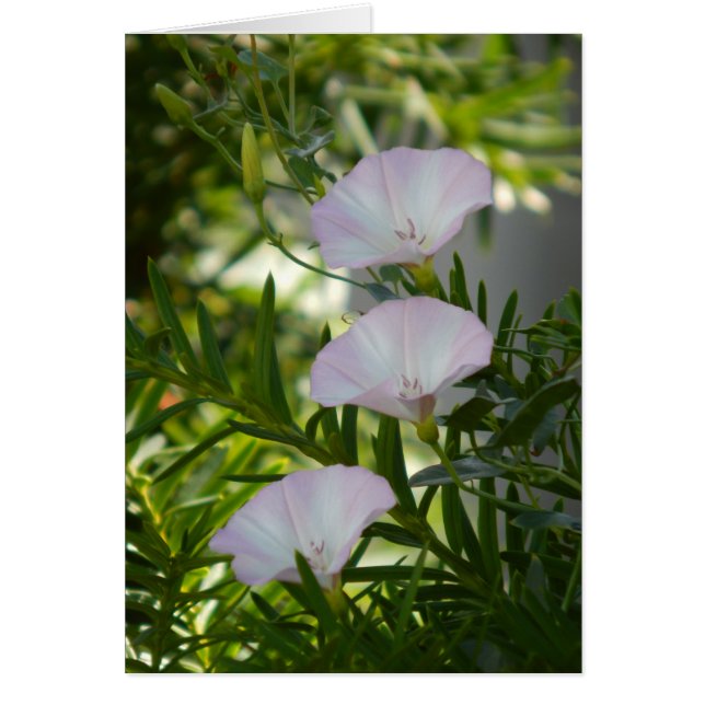 Morning Glory (Front)