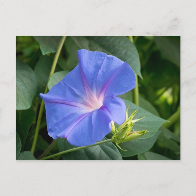 Morning Glory and Bud in Lush Foliage Postcard (Front)