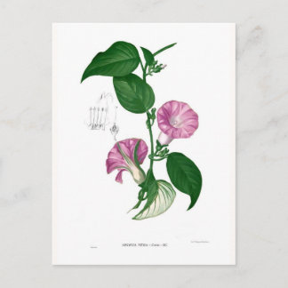Morning glory (Argyreia sp) Postcard