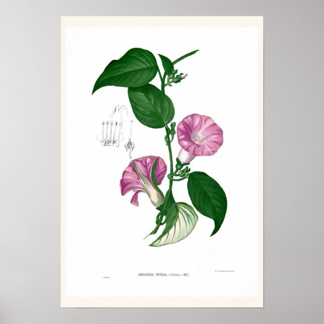 Morning glory(Argyreia sp) Poster (Front)