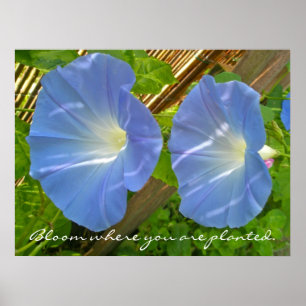 Morning Glory Bloom where you are planted Poster