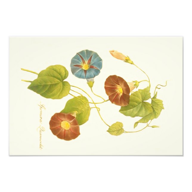 Morning Glory Blue Illustration Photo Print (Front)