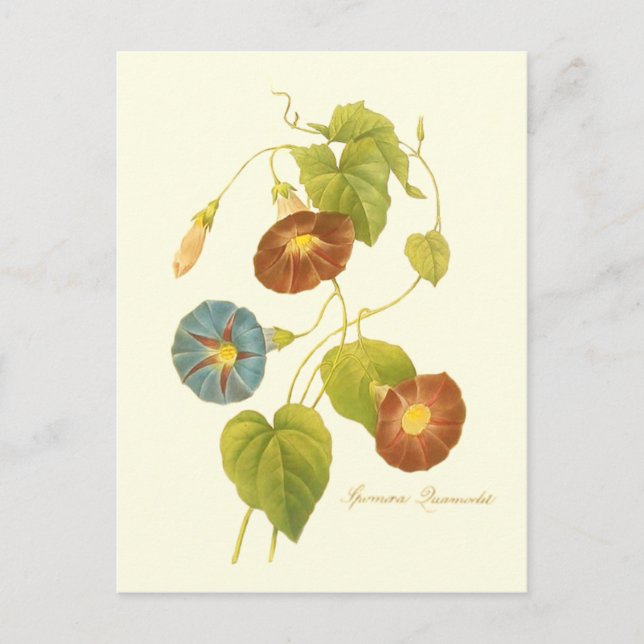 Morning Glory Blue Illustration Postcard (Front)