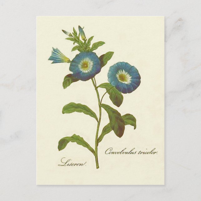 Morning Glory Blue Illustration Postcard (Front)