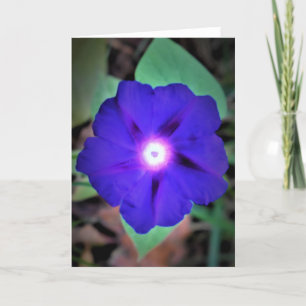 Morning Glory, card