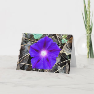 Morning Glory, Card