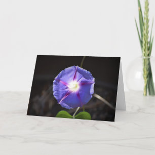 Morning Glory, card