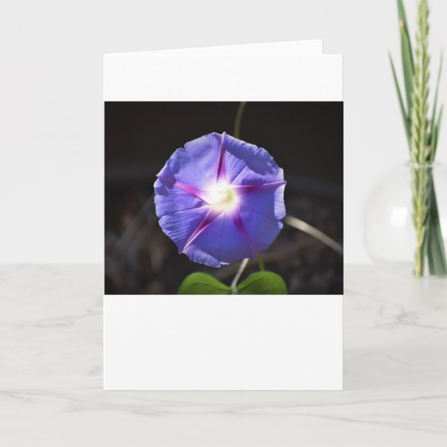 Morning Glory, card (Front)