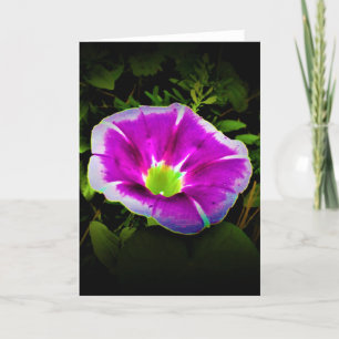 Morning Glory, card