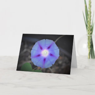 Morning Glory, card
