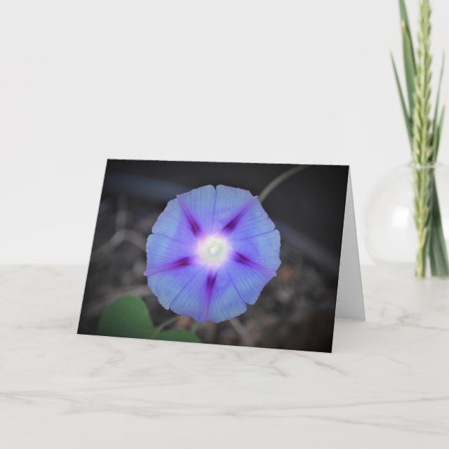 Morning Glory, card (Front)
