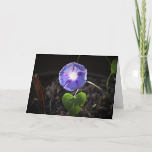 Morning Glory, card