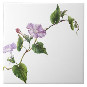 Morning Glory Floral Garden Botanical Flower Tile