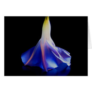Morning Glory Flower 2