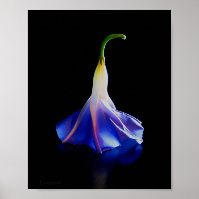 Morning Glory Flower 2 Poster (Front)