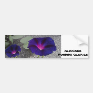 Morning Glory Flower Bumper Sticker