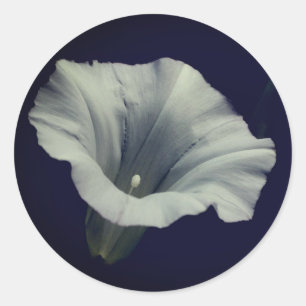 Morning Glory Flower  Classic Round Sticker
