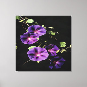 Morning Glory Flower Isolated On Black Canvas Print