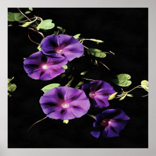 Morning Glory Flower Isolated On Black Poster