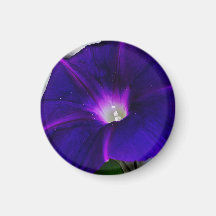 Morning Glory Flower