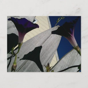 Morning Glory Flower Postcard