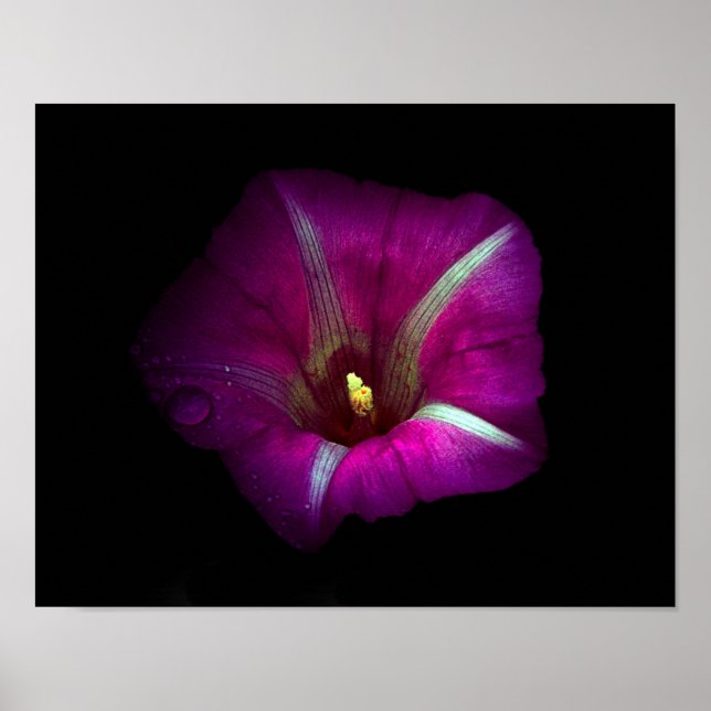 Morning Glory Flower Poster (Front)