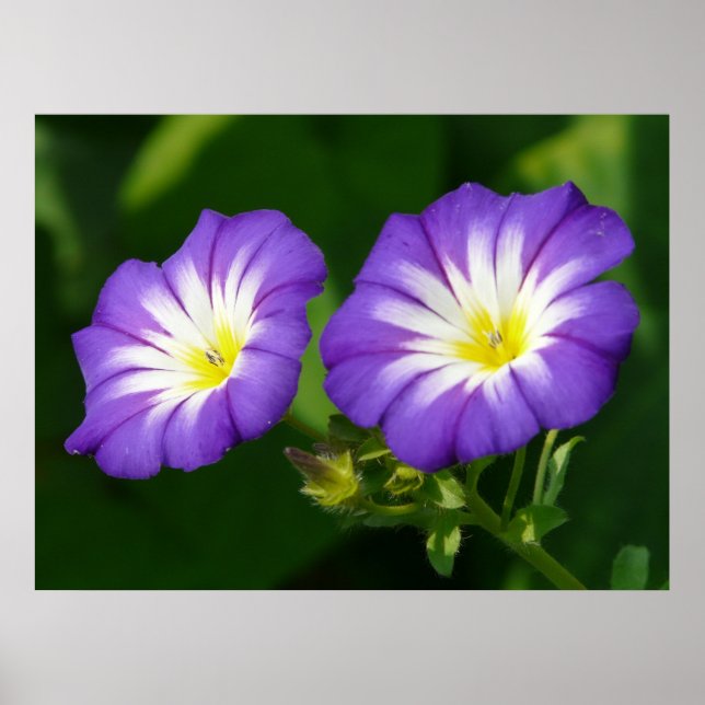 Morning glory flower poster (Front)