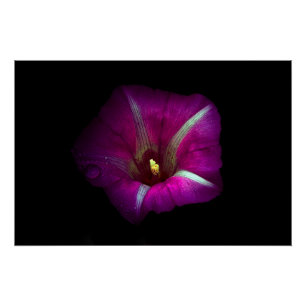 Morning Glory Flower Poster