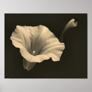 Morning Glory Flower Sepia Close Up  Poster