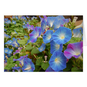 Morning Glory Flowers