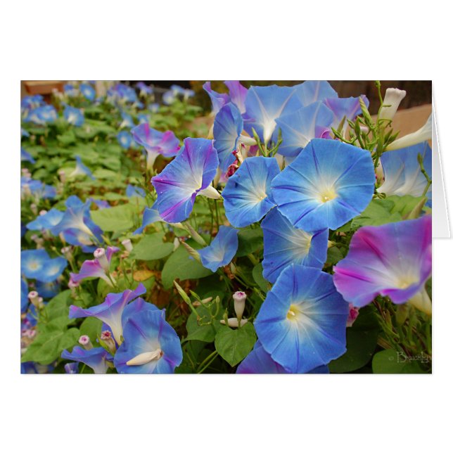 Morning Glory Flowers (Front Horizontal)