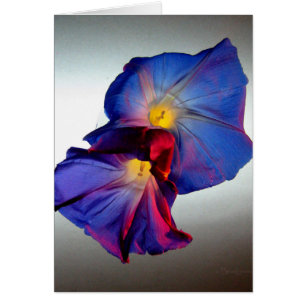Morning Glory Flowers 3